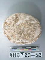 藏品(螺蓋製貝刮器)的圖片